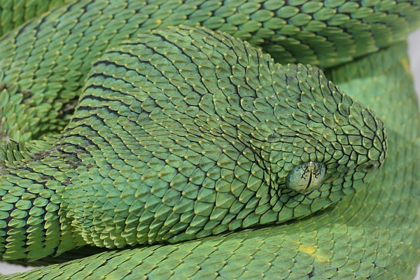 West African Bush Viper (Atheris chlorechis) Standard Vivarium Label –  Cloud Forest Design