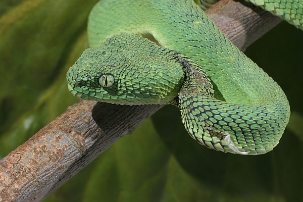 Green Bush Viper (Atheris chlorechis) coiled in tree, Atewa Range, Ghana -  SuperStock