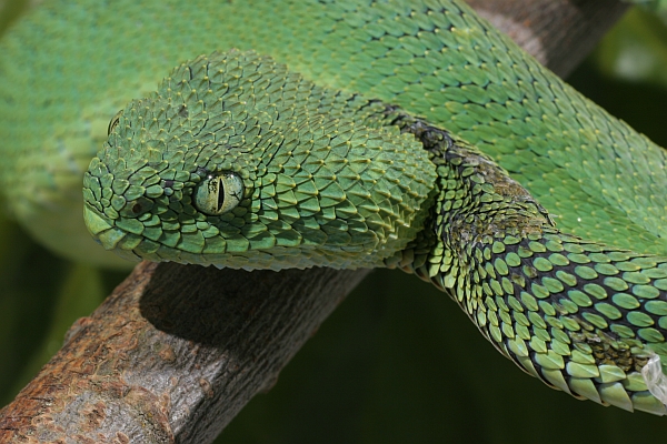 Green Bush Viper (Atheris chlorechis) coiled in tree, Atewa Range, Ghana -  SuperStock