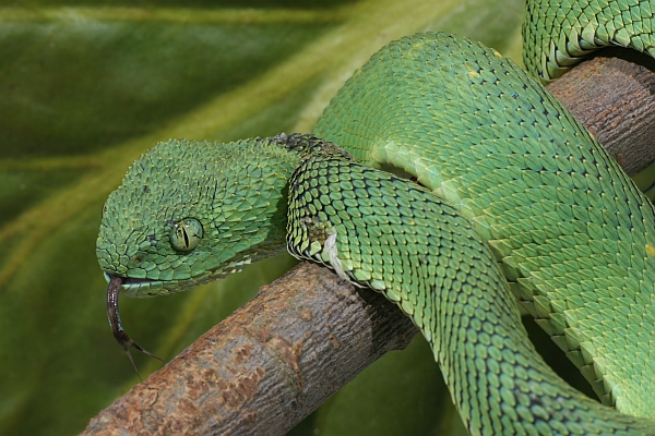 Western bush viper (Atheris chlorechis) - ZooChat