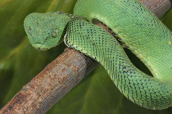 Green Bush Viper (Atheris chlorechis) coiled in tree, Atewa Range, Ghana -  SuperStock