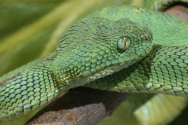 Green Bush Viper (Atheris chlorechis) coiled in tree, Atewa Range, Ghana -  SuperStock