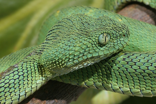 West African Bush Viper (Atheris chlorechis) Standard Vivarium Label –  Cloud Forest Design