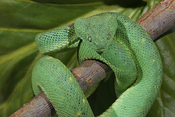 Green Bush Viper (Atheris chlorechis) coiled in tree, Atewa Range, Ghana -  SuperStock