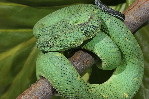 Green Bush Viper (Atheris chlorechis) coiled in tree, Atewa Range, Ghana -  SuperStock