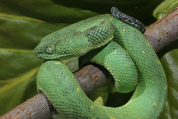 Green Bush Viper (Atheris chlorechis) coiled in tree, Atewa Range, Ghana -  SuperStock