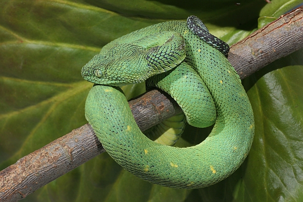 Green Bush Viper (Atheris chlorechis) coiled in tree, Atewa Range, Ghana -  SuperStock