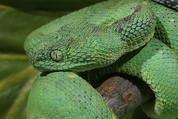 Western Bush Viper (Atheris chlorechis) 