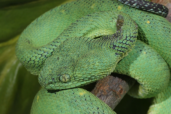 Green Bush Viper (Atheris chlorechis) coiled in tree, Atewa Range, Ghana -  SuperStock