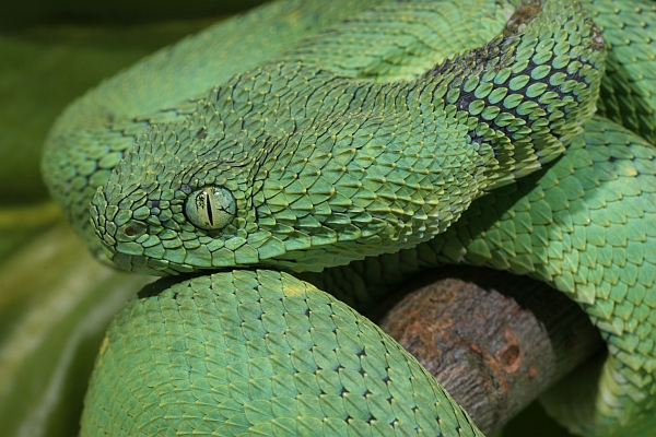 West African Green Bush Viper (Atheris chlorechis) / NATURE's WINDOW