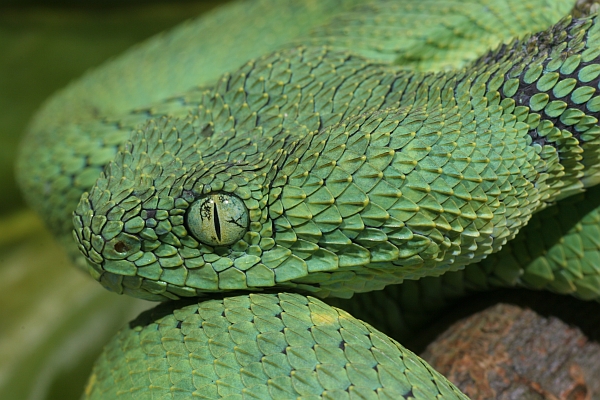 Green Bush Viper (Atheris chlorechis). Forests of West Africa. venomous