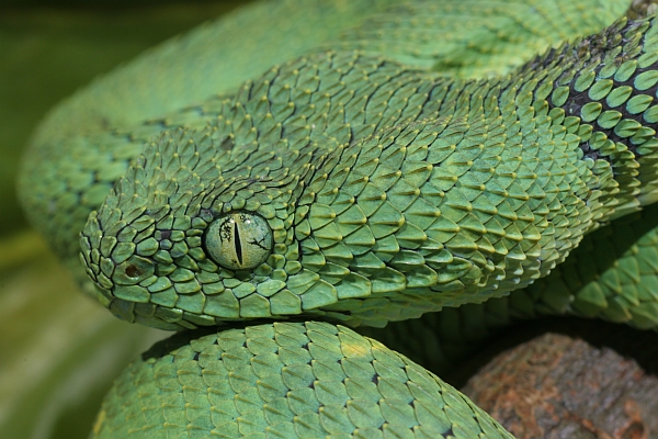 West African Bush Viper - Atheris chlorechis, HGHjim