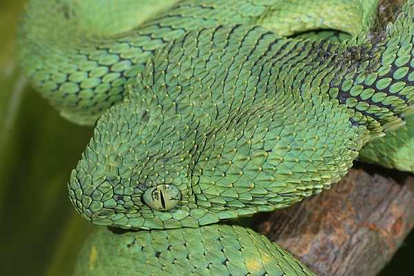 Green Bush Viper (Atheris chlorechis) coiled in tree, Atewa Range, Ghana -  SuperStock