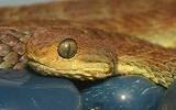 Mayombe Bush-Viper (Atheris squamigera anisolepis), on a branch